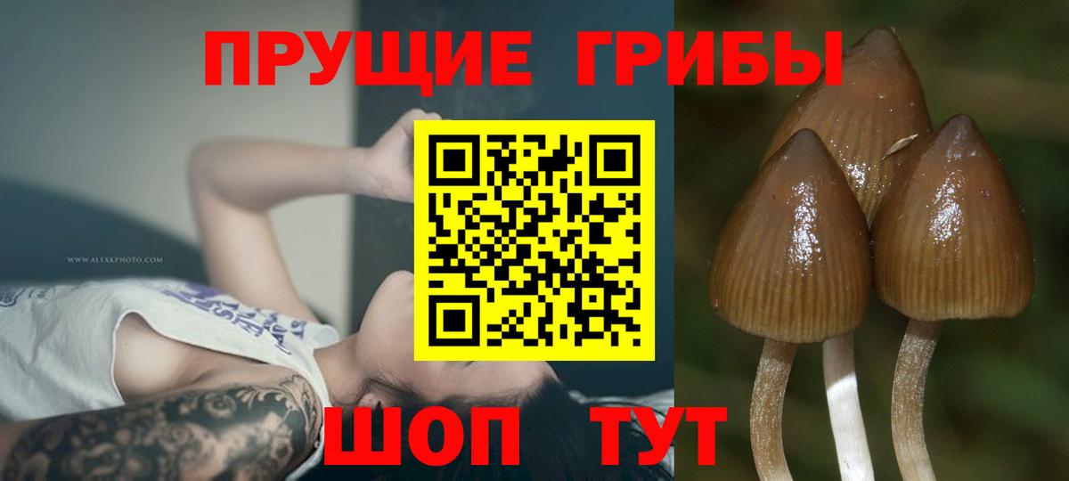 Псилоцибиновые грибы Psilocybine cubensis  закладки  Кизилюрт  Вход с VPN 